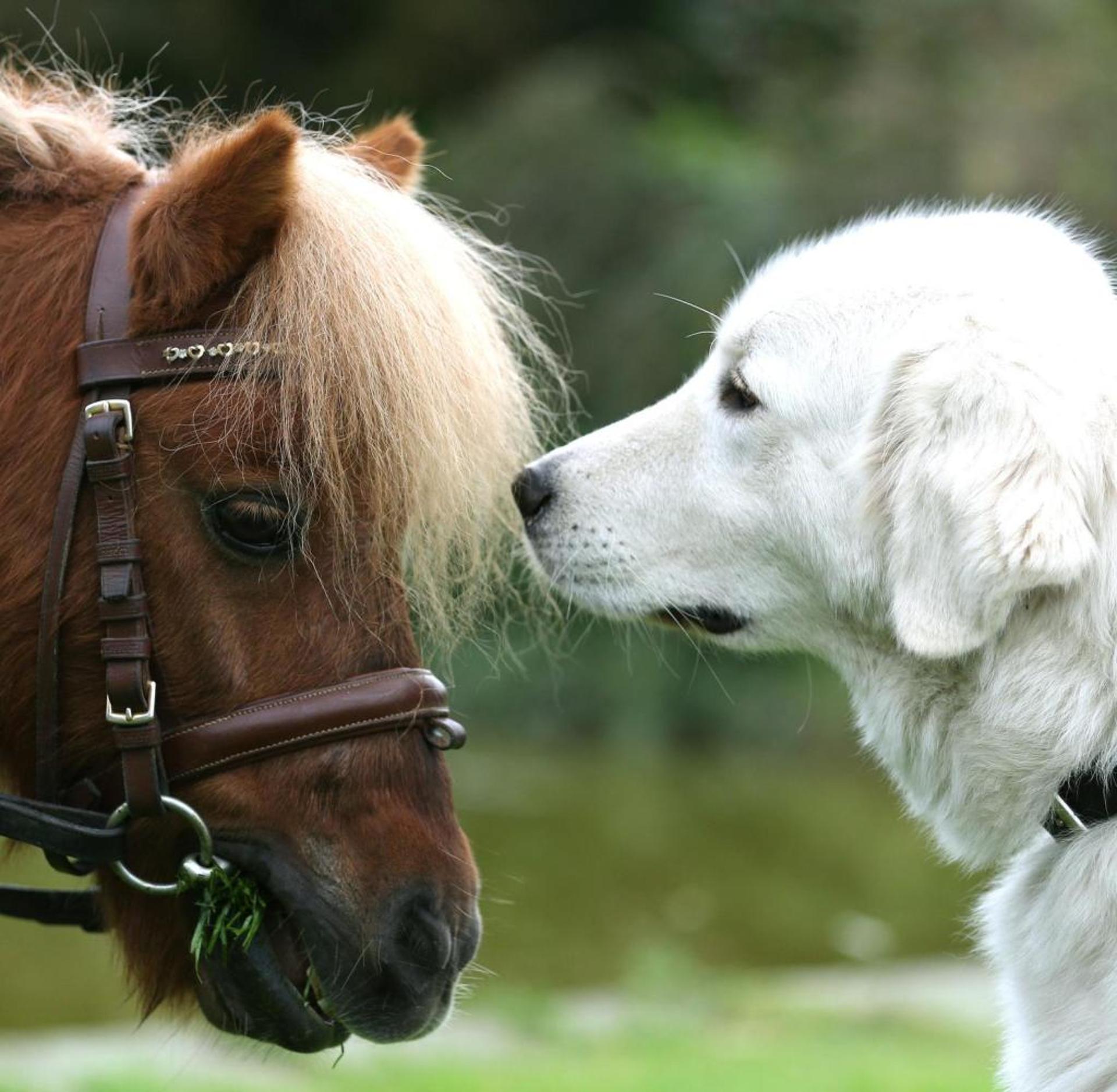 HUMAN HORSE&DOG