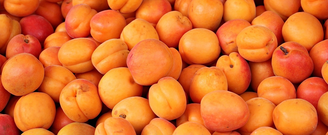 National Apricot Festival