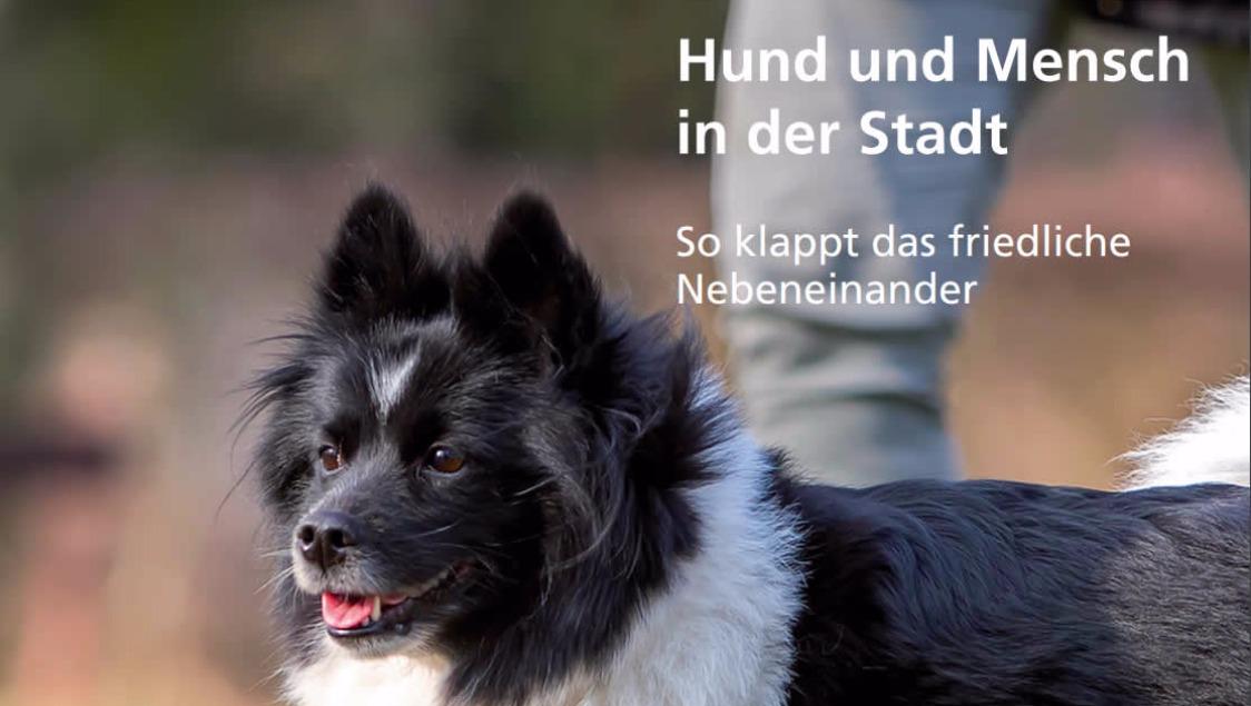 Hunde-Freilaufzone am Tribschenhorn ab Frühling 2018