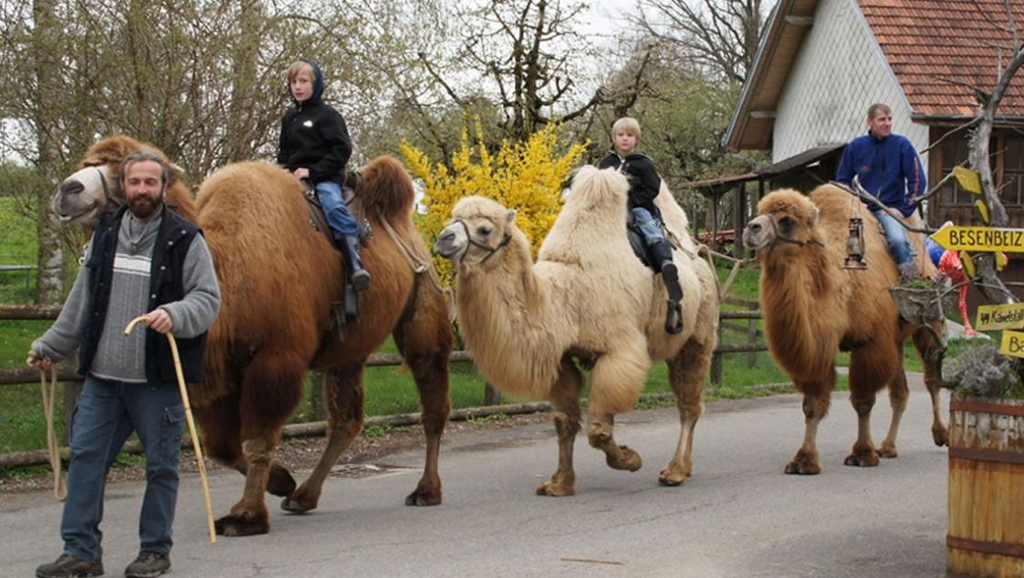 Kamelreiten auf dem Kamelhof Olmerswil
