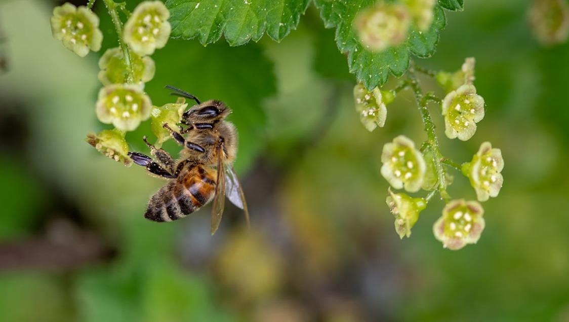 Vortrag: Wildbienen, mehr als Bestäubungsprofis im Obstbau