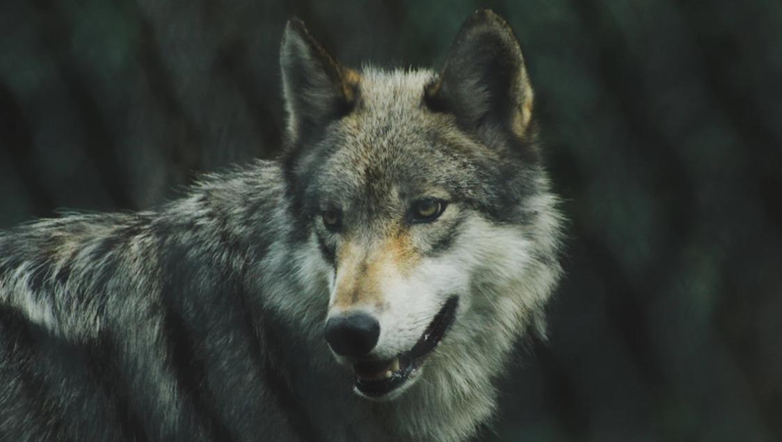 Der Wolf im Naturmuseum Luzern