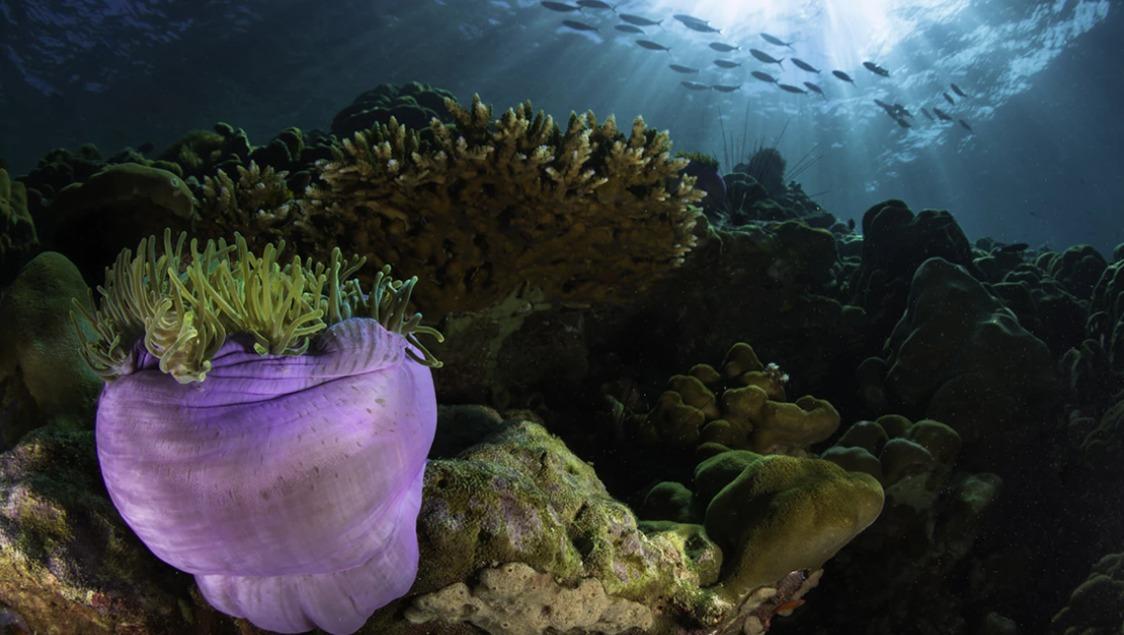 Film-Brunch: Faszination Korallenriff
