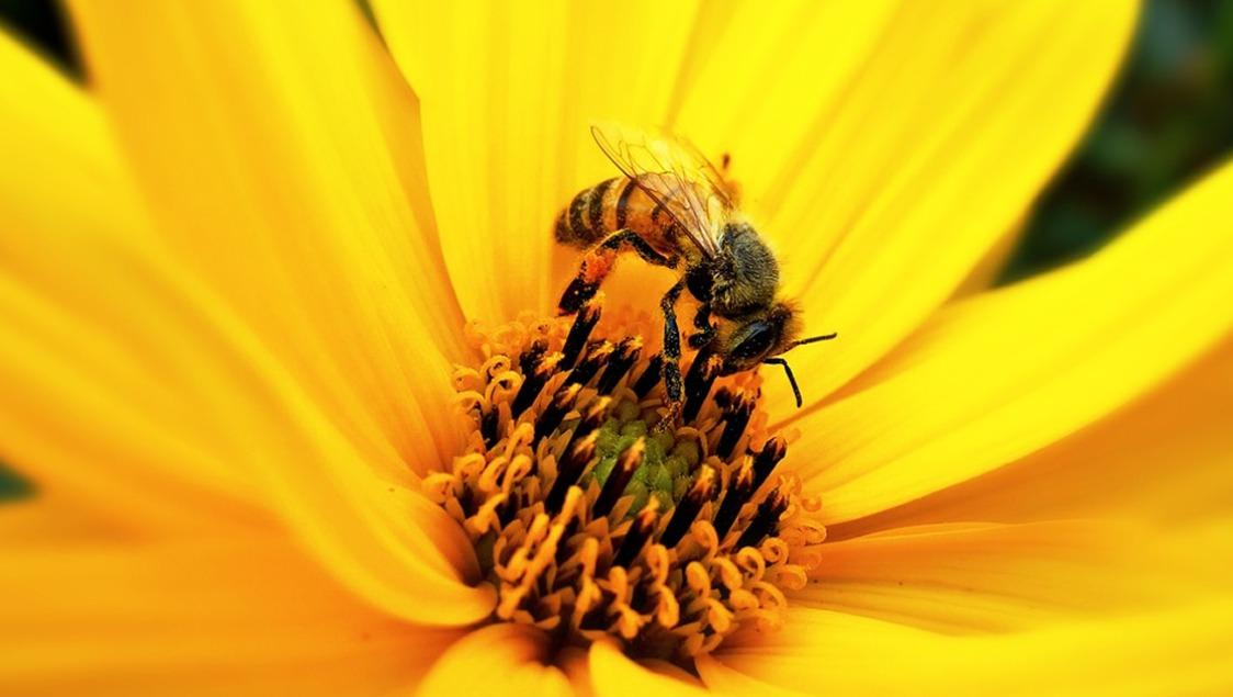 Bienenprodukte: lecker, gesund und hübsch!