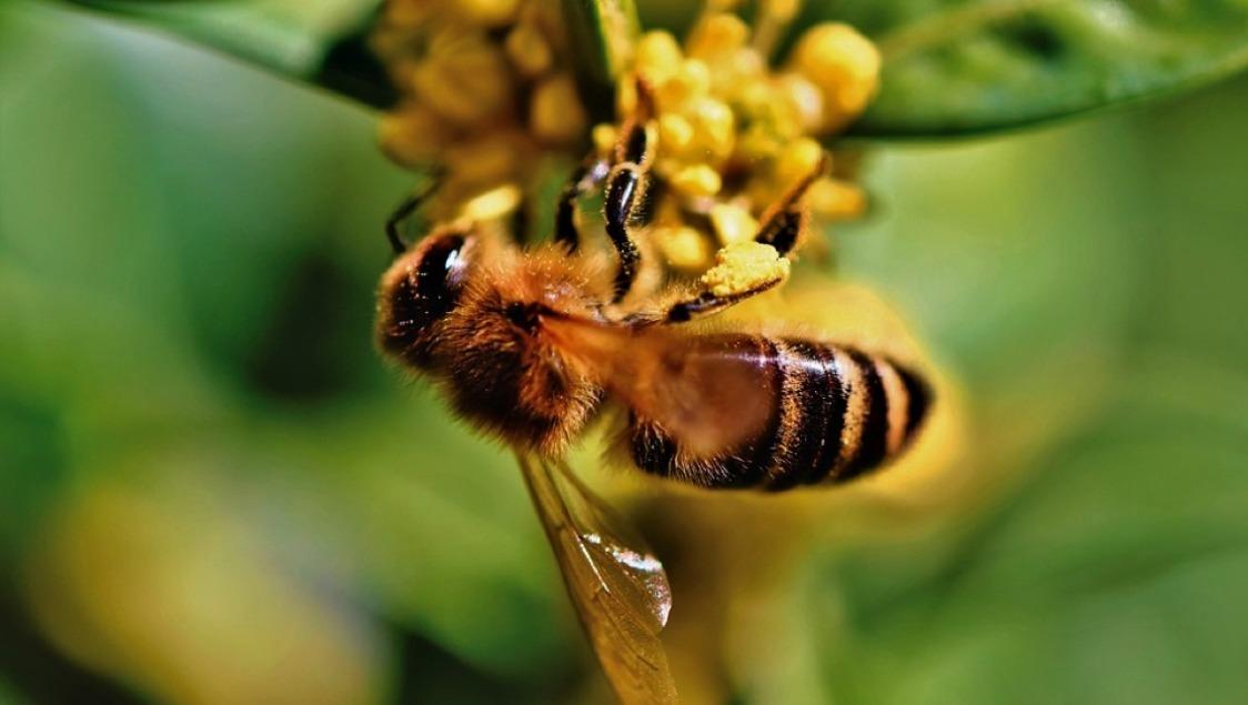 Outdoor-Ausstellung «Das Genie der Honigbienen»